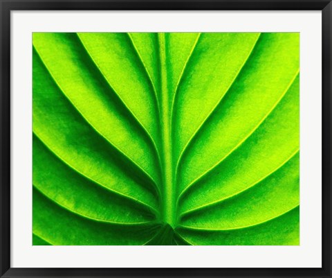 Framed Green Design 2 Print