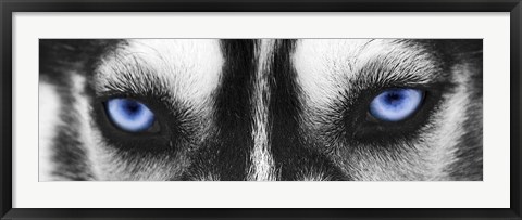 Framed Husky Print