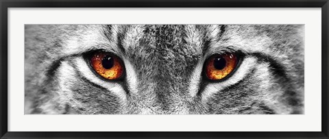 Framed Lynx Print