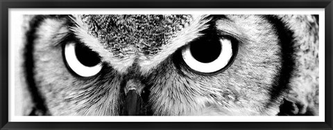 Framed Owl Print