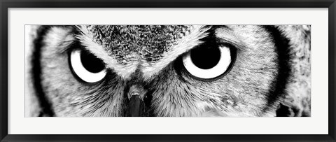 Framed Owl Print