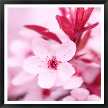 Framed Pink Blossom 1 Print