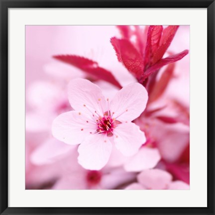 Framed Pink Blossom 1 Print