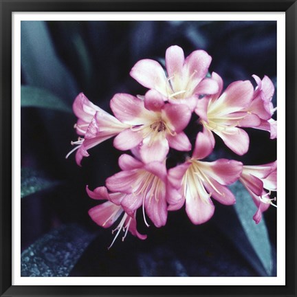 Framed Pink Blossom 2 Print