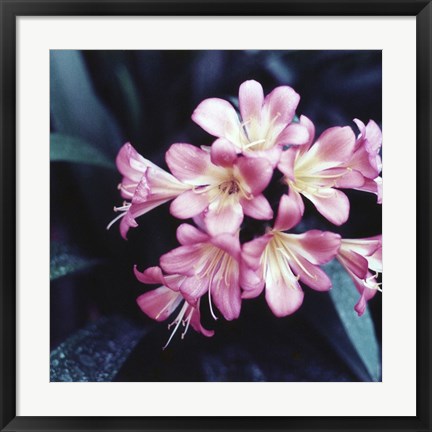 Framed Pink Blossom 2 Print