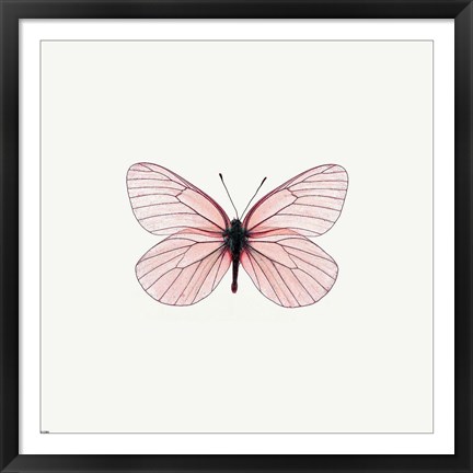 Framed Pink Butterfly Print