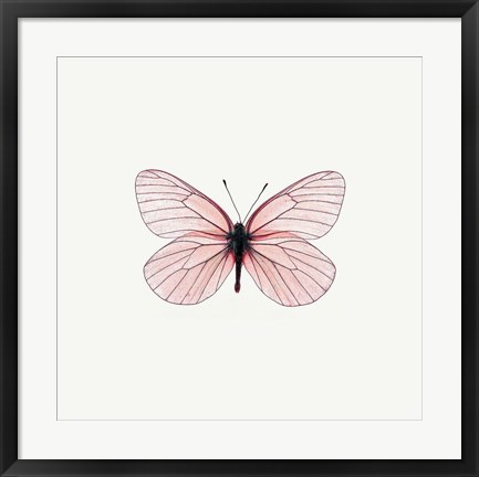 Framed Pink Butterfly Print