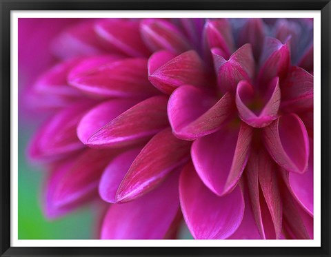 Framed Pink Chrysanthemum Print