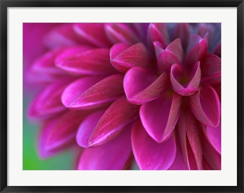 Framed Pink Chrysanthemum Print