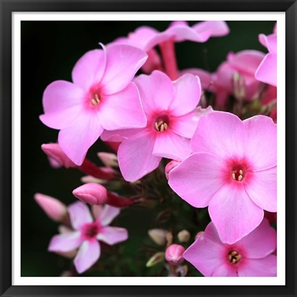 Framed Pink Flowers 1 Print