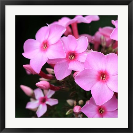 Framed Pink Flowers 1 Print