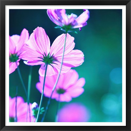 Framed Pink Flowers 2 Print