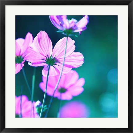 Framed Pink Flowers 2 Print