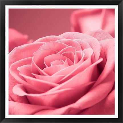 Framed Pink Rose 1 Print