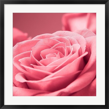 Framed Pink Rose 1 Print