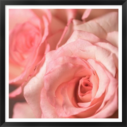 Framed Pink Rose 2 Print