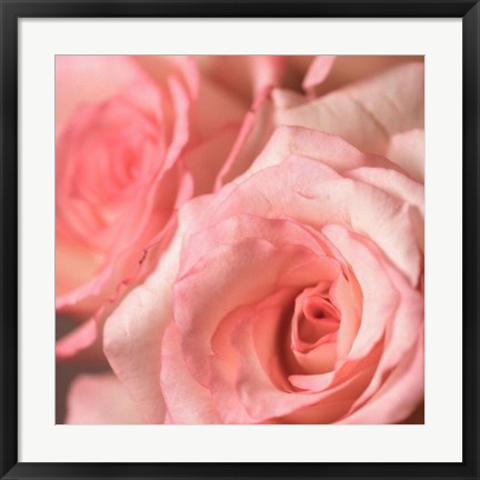 Framed Pink Rose 2 Print