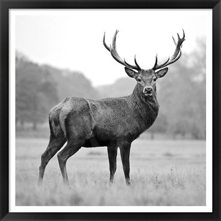 Framed Proud Deer Print