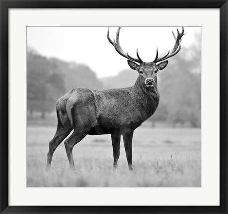 Framed Proud Deer Print