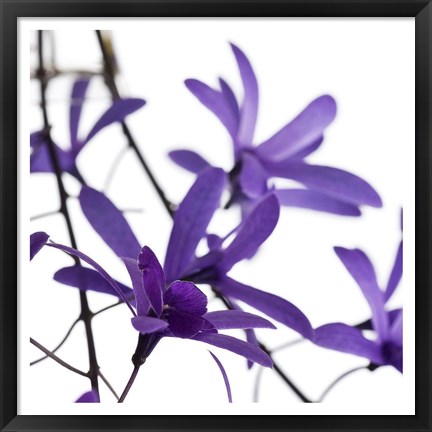 Framed Purple Blossom I Print