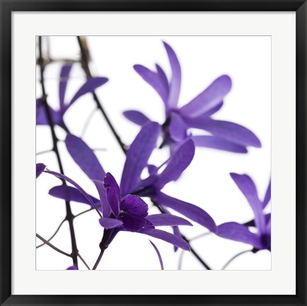 Framed Purple Blossom I Print