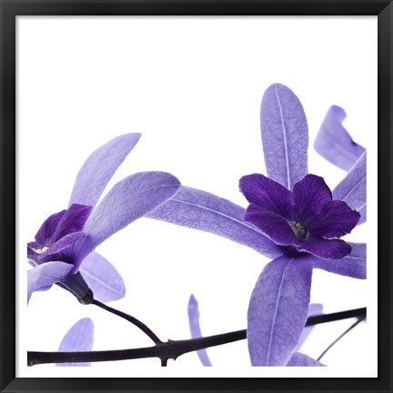 Framed Purple Blossom II Print