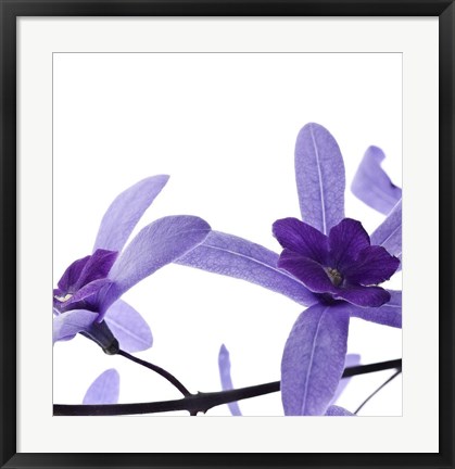 Framed Purple Blossom II Print