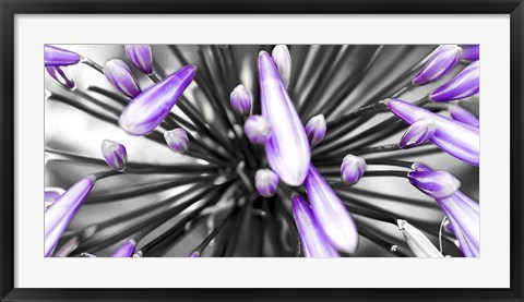 Framed Purple Flower Print