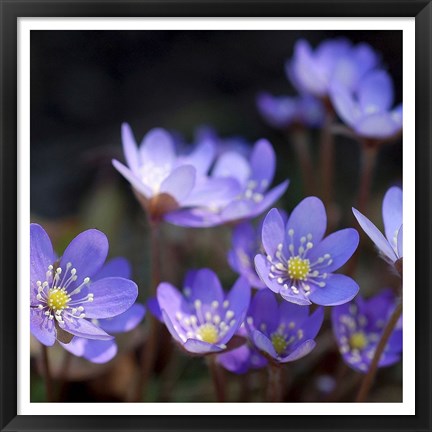 Framed Purple Flowers 1 Print