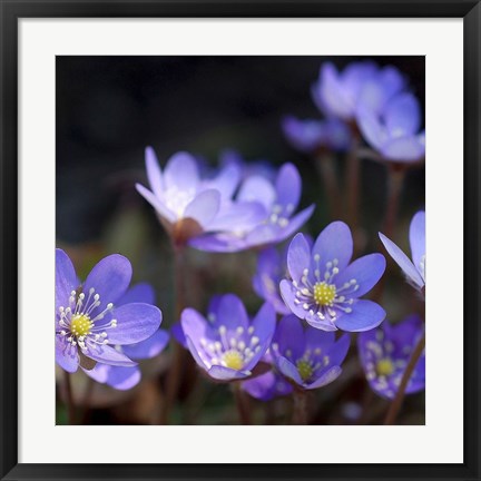 Framed Purple Flowers 1 Print