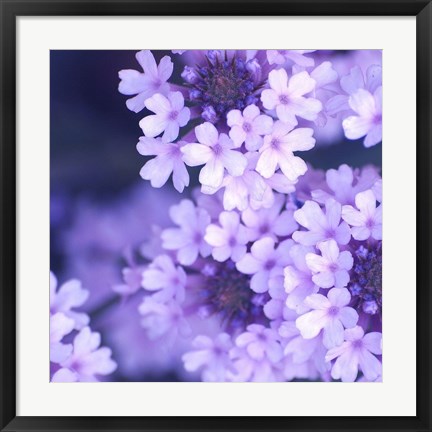 Framed Purple Flowers 2 Print