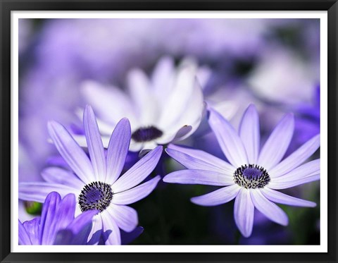 Framed Purple Flowers 3 Print