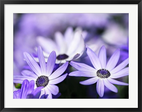 Framed Purple Flowers 3 Print