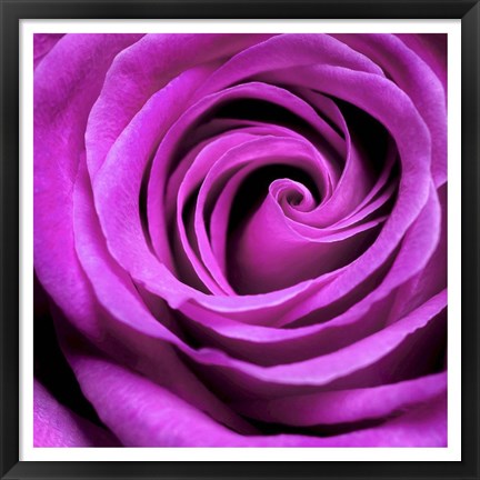 Framed Purple Rose Print