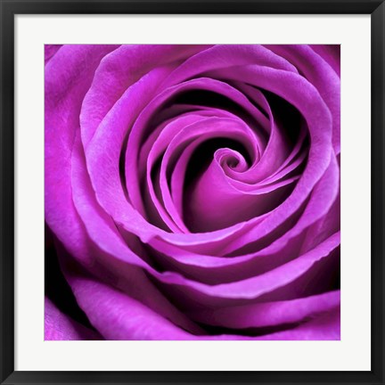 Framed Purple Rose Print