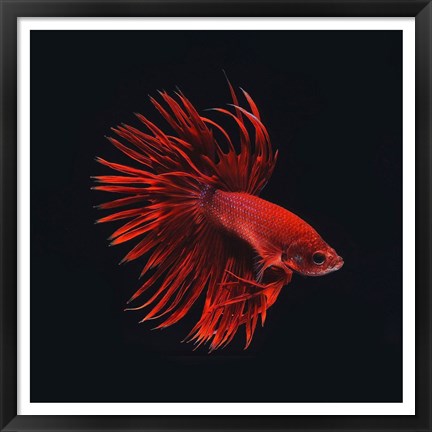 Framed Red Betta Fish Print