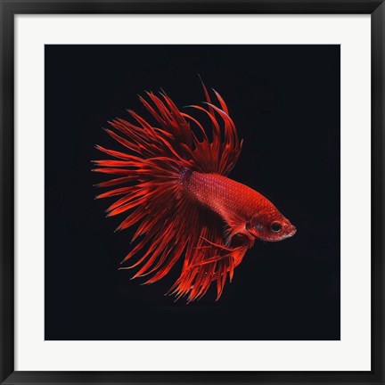 Framed Red Betta Fish Print