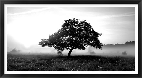 Framed Solemn Tree Print