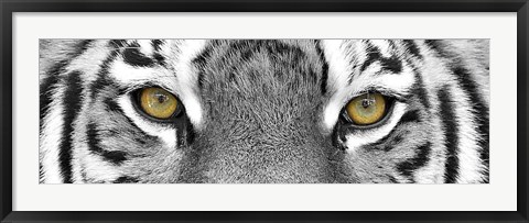 Framed Tiger Panel Print