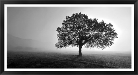 Framed Tree in Mist Print