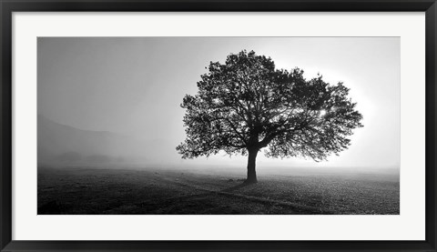 Framed Tree in Mist Print