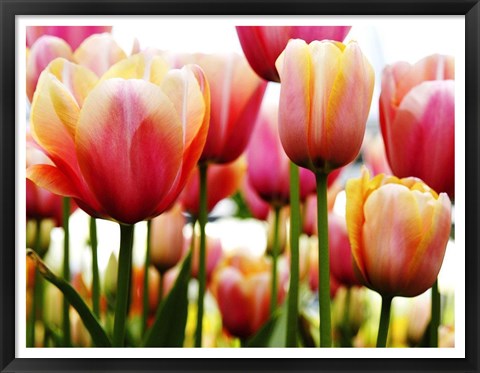 Framed Tulips Print