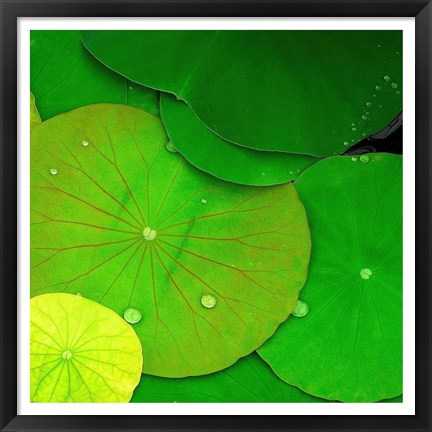 Framed Water Lily Print