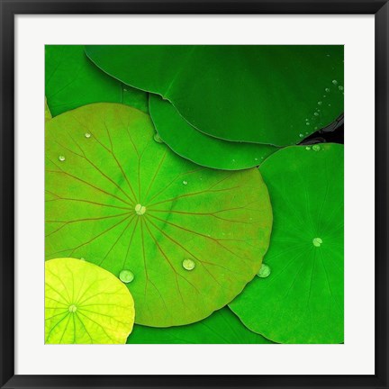 Framed Water Lily Print