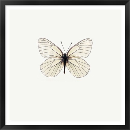 Framed White Butterfly Print