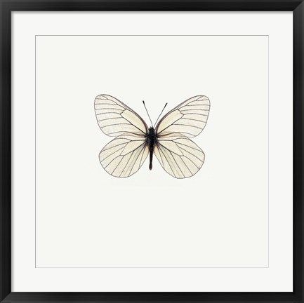 Framed White Butterfly Print