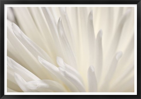 Framed White Flower Print