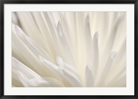 Framed White Flower Print