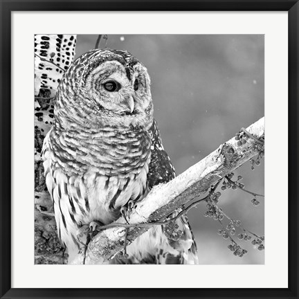 Framed White Owl Print