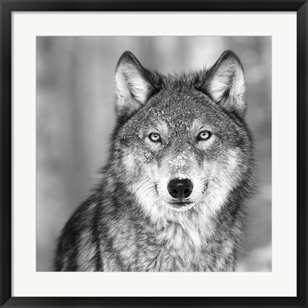 Framed Wolf Print